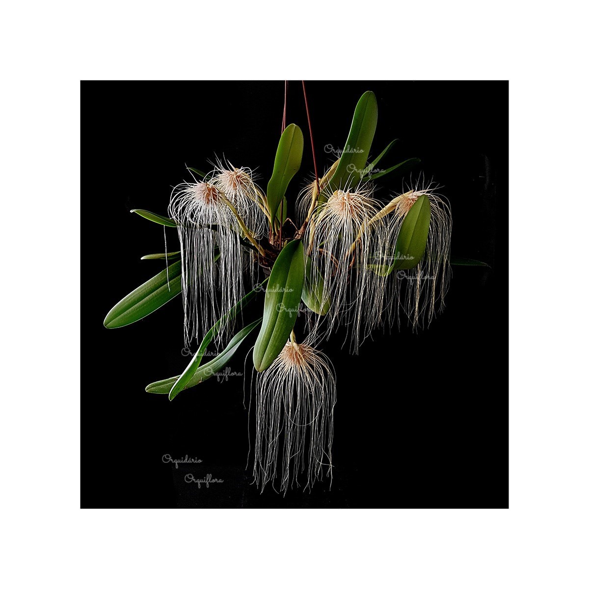 Orquidea Bulbophyllum medusae. Planta Adulta!!
