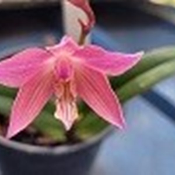 Registro Dispinível: Caularthron bicornutum x Hoffannseseggella mirandae