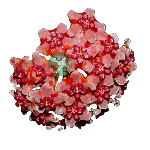 Flor de cera Hoya aff. diversifolia muda enraizada no pote nº 6