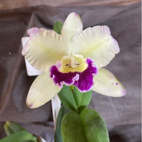 Encontrar produtos - Orquiloja