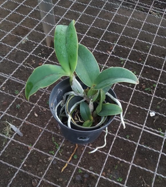 Cattleya nobilior coerulia (Maria Rita x escura)