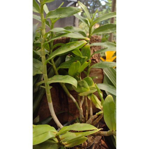 Orquídea Dendrobium purpureum Albo