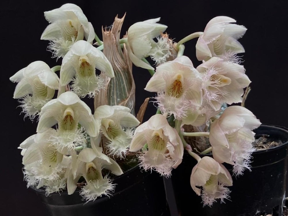 Clowesia rosea x Clowesia warcenviczii