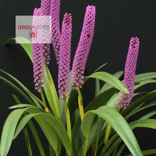 Arpophyllum spicatum