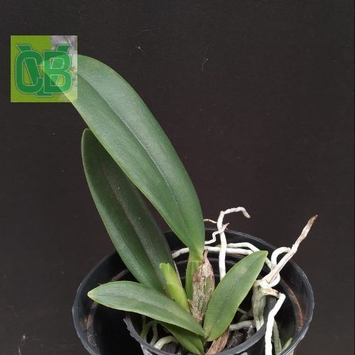Cattleya (jemannii s/alba x eldorado)