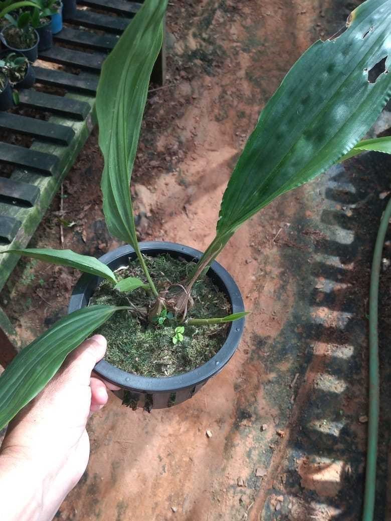 Orquídea Stanhopea tigrina