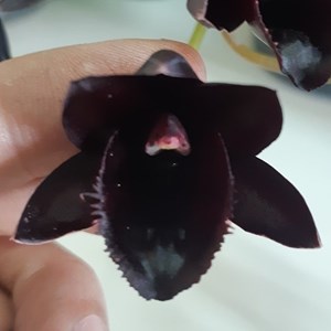 Fredclarkeara After Dark 'SVO Black Pearl' - Tamanho T2