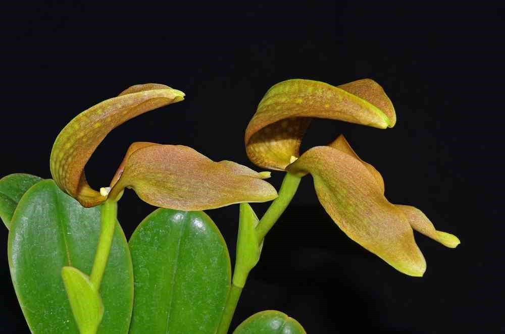Orquídea Bullbophillum grandiflorum