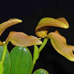 Orquídea Bullbophillum grandiflorum
