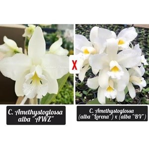 Muda de Orquídea Cattleya Amethystoglossa Alba