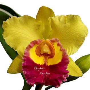 Muda Orquídea Cattleya Blc. Chunyeah Flor Amarela - Orquiloja
