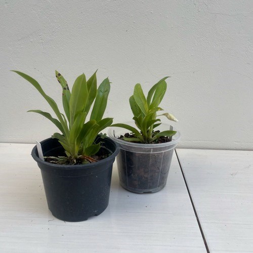 Warczewiczella amazonica (Cochleanthes)