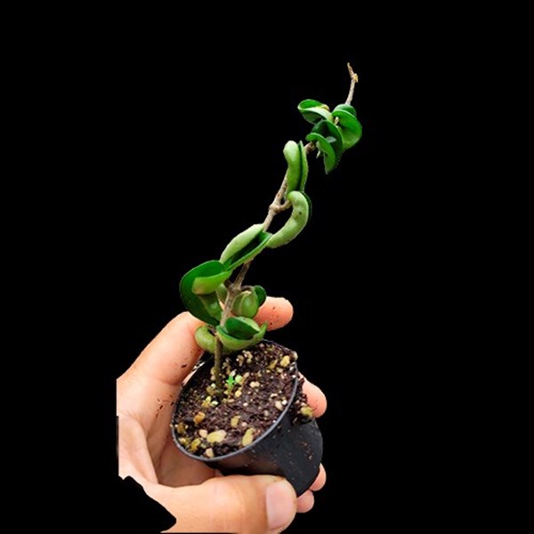 Flor de cera Hoya carnosa compacta muda enraizada no pote nº 6