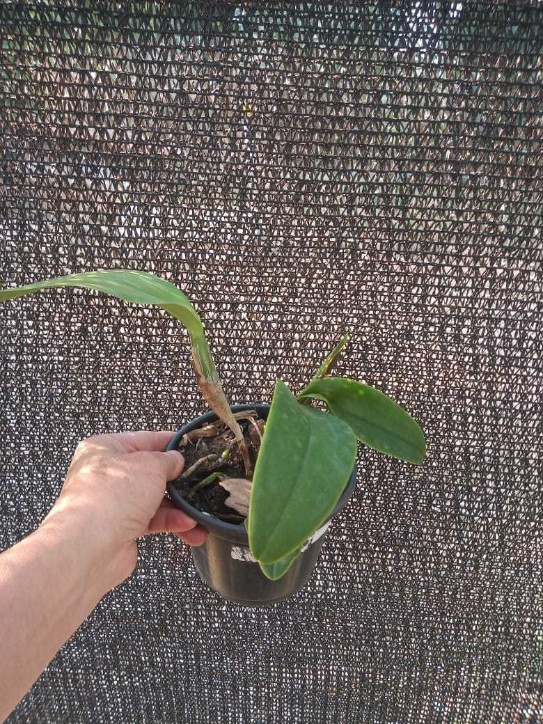 Orquídea Coilostylis ciliaris (Epidendrum ciliare)