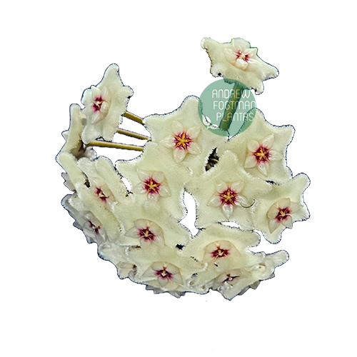 Flor de cera Hoya cv. Mathilde muda enraizada no pote º 6