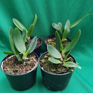 Orquídea laelia pumila tipo (alba x alba) x laelia pumila amoenia #1