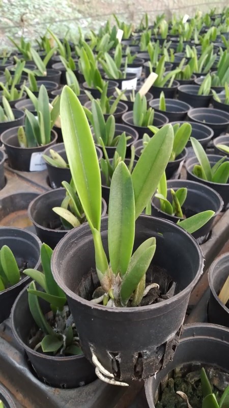 Laelia sincorana coerulia "Nina" X self