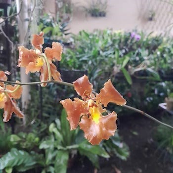 Oncidium crispum