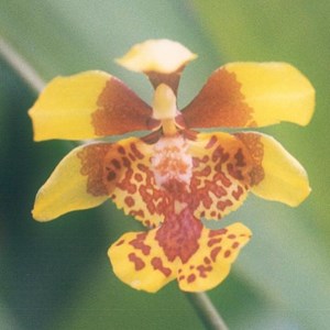 Orquídea Oncidium divaricatum