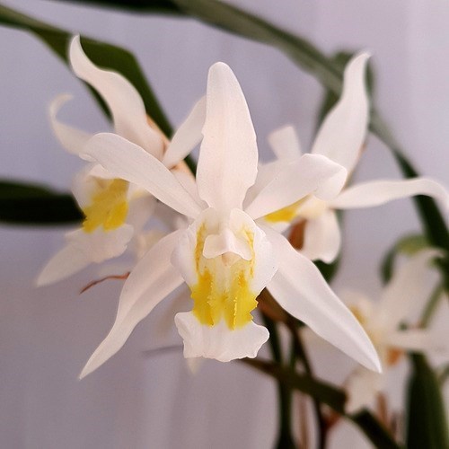 Orquídea Coelogyne mooreana. Com Vaso ! Planta Adulta !