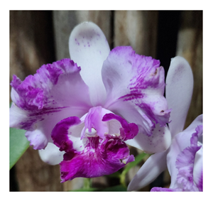 Orquídea Cattleya intermedia trilabelo x trilabelo