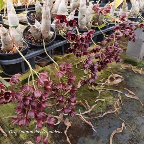 Fredclarkeara After Dark 'Sunset Valley Orchid' - ADULTO - POTE 15