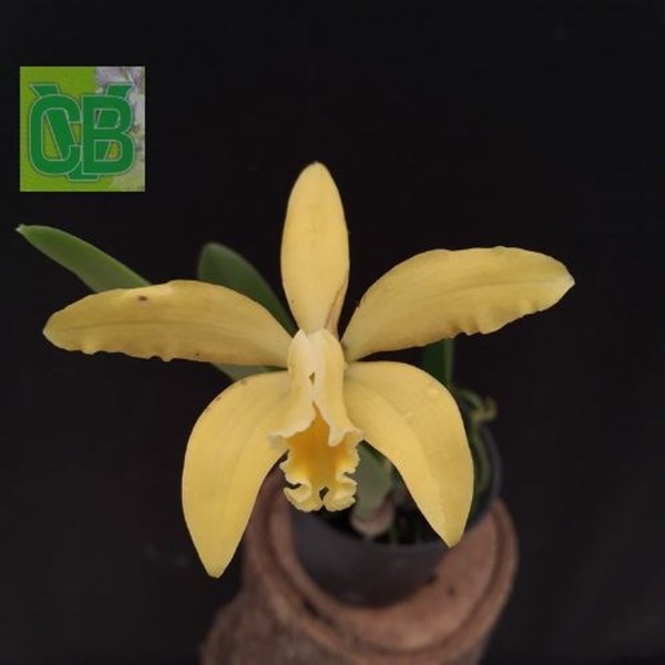 Orquídea Cattleya luteola x Laelia itambana - S6977