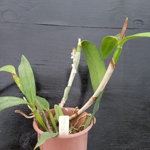 Orquídea Potinara Coseg Makaen