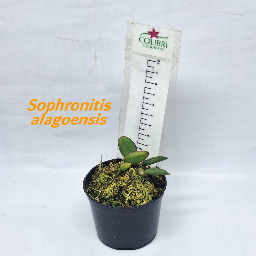 Orquídea Sophronitis alagoensis