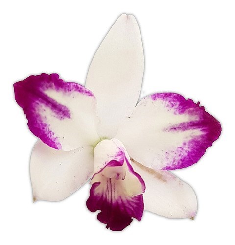 Orquídea Lc Haw Angel Small Beauty ! Planta Adulta Com Vaso