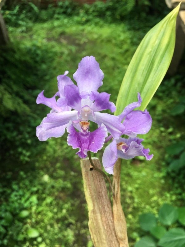 Acacallis hoehne - S1003