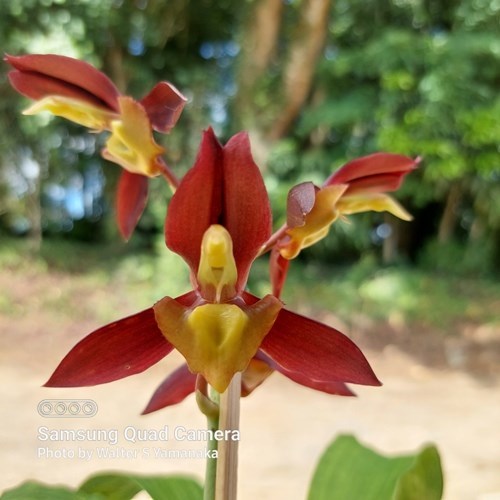 Catasetum Ten Dragons - Adulto