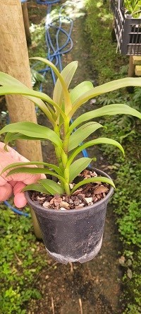 Epicattleya Rene Marques x Epidendrum densiflorum