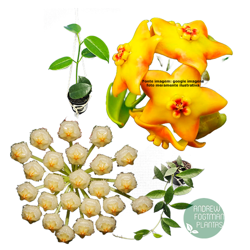 Combo das flores de cera especiais nº 1 mudas enraizadas no pote nº 6