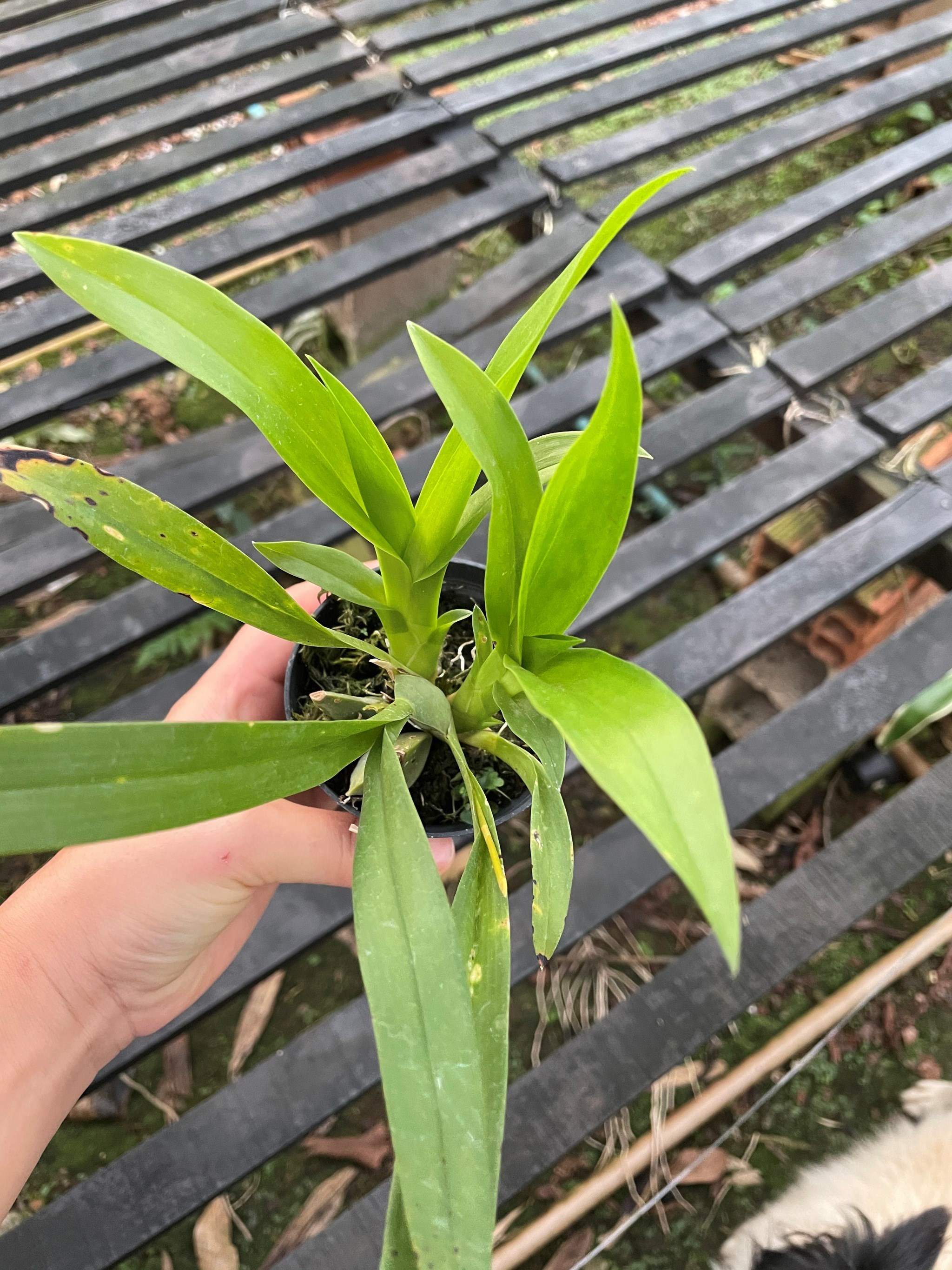 Orquídea Oncidium Twinkle (cores diversas)