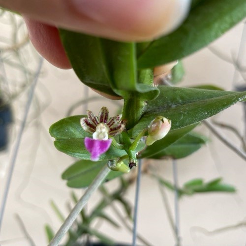 Pelatantheria insectifera