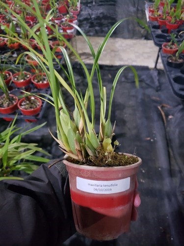 Orquidea Maxillaria tenuifolia.plantas Adultas Entouceirada