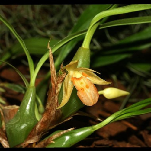 Orquídea Exótica - Panisea uniflora