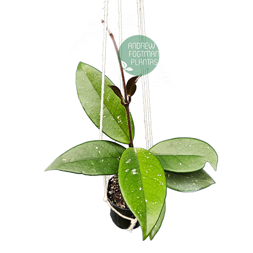 Flor de cera Hoya carnosa muda enraizada no pote nº 6