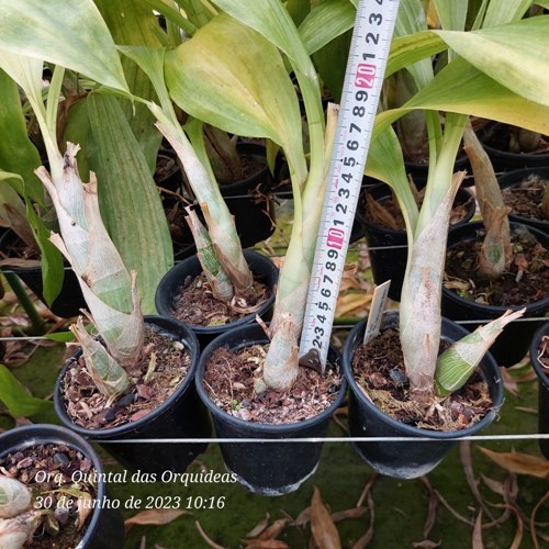 Fredclarkeara Kelly Longley 'Black' - ADULTO