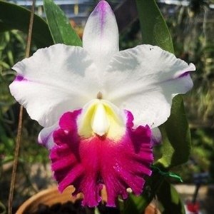 Orquídea Cattleya Rlc. Kritchaya Beauty
