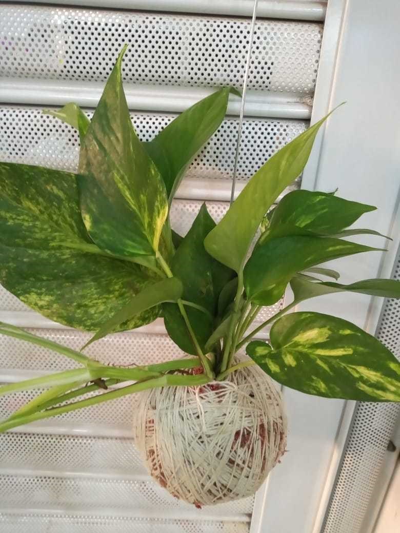 Kokedama de Folhagem Jiboia grande