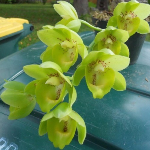 Fredclarkeara Enter Light - Adulto