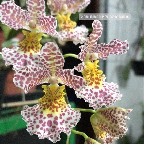 Gomguezia Red Panther FCA - ADULTO