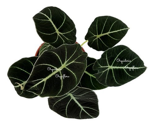Muda Alocasia Black Velvet Planta Natural Com Vaso Exótica