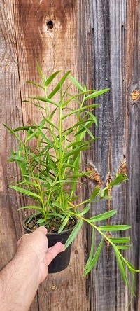 Epidendrum raniferum 