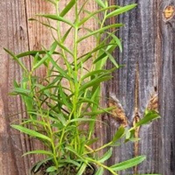 Epidendrum raniferum