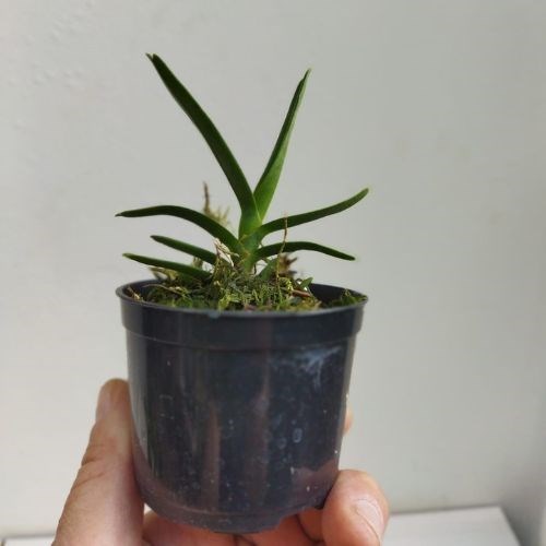 Angraecum didieri
