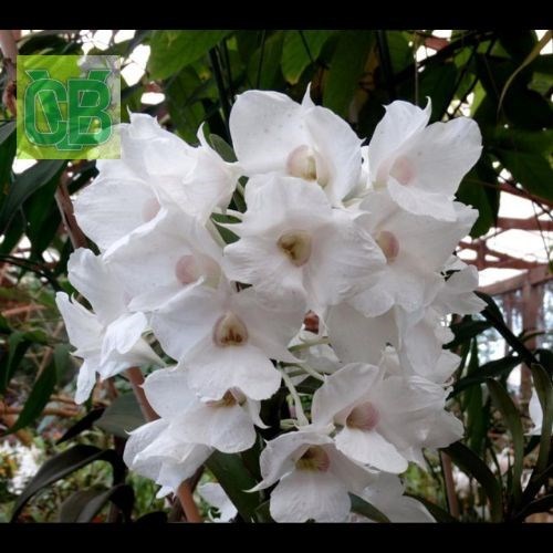 Dendrobium sanderae var major. - S10085