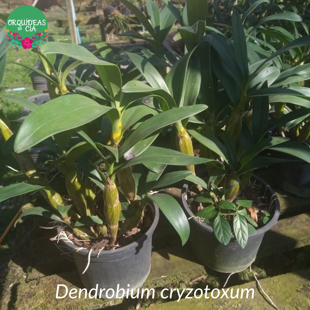 Orquídea Dendrobium chrysotoxum